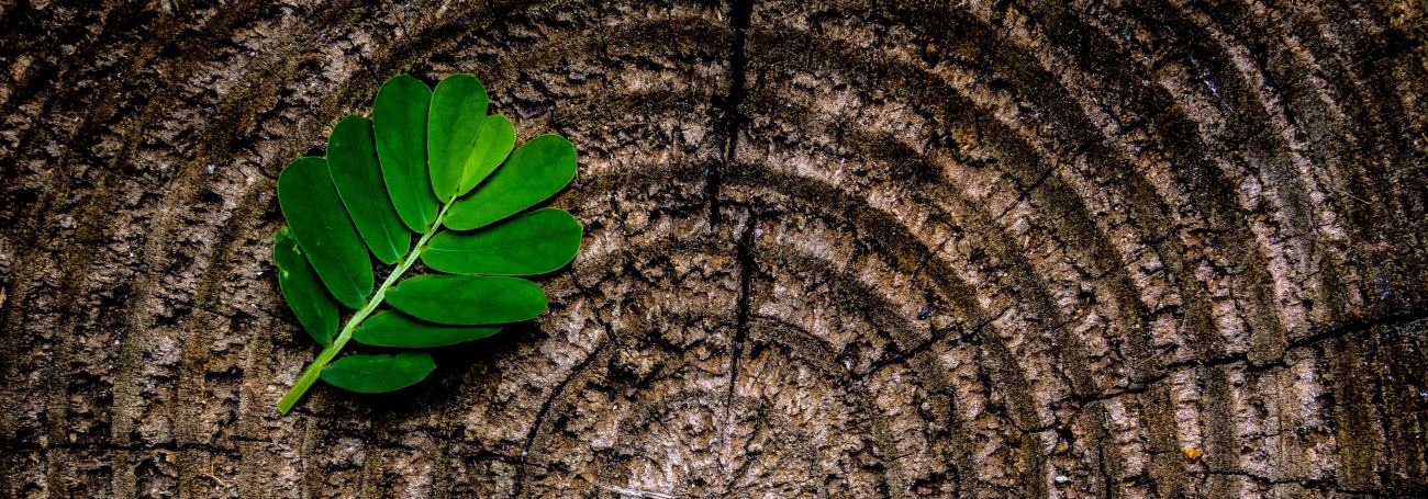 tree stamp with the leaf (decorative image)